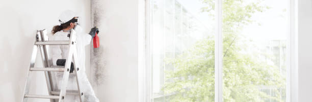 Trusted Ridgefield, WA Mold Removal Experts